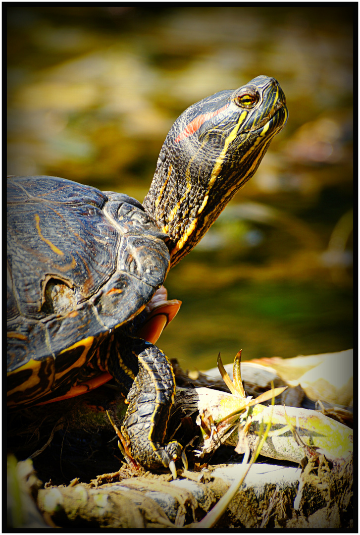 Rotwangenschildkröte