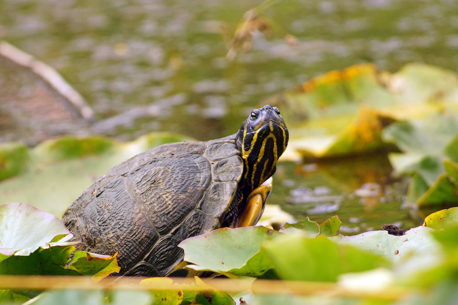 Rotwangenschildkröte