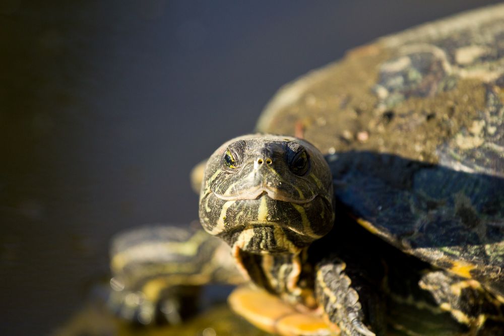 Rotwangenschildkröte