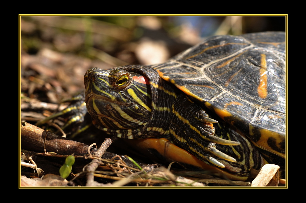 Rotwangenschildkröte beim Sonnenbad am Regenufer Foto & Bild tiere