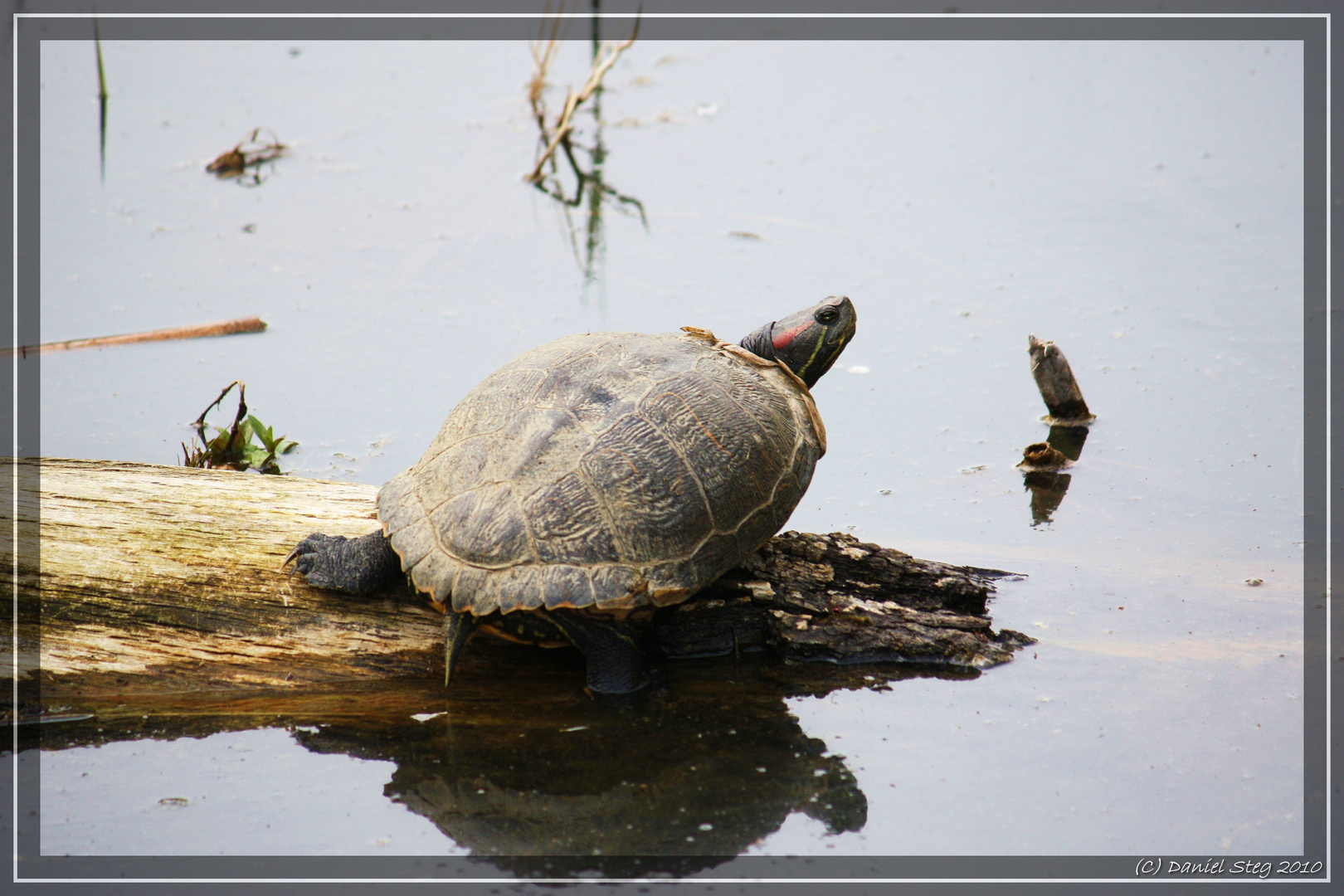 Rotwangenschildkröte