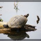 Rotwangenschildkröte