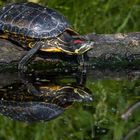 Rotwangenschildkröte, De Wittsee