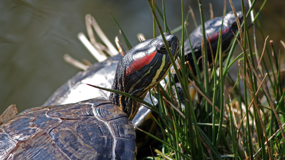 Rotwangenschildkröte