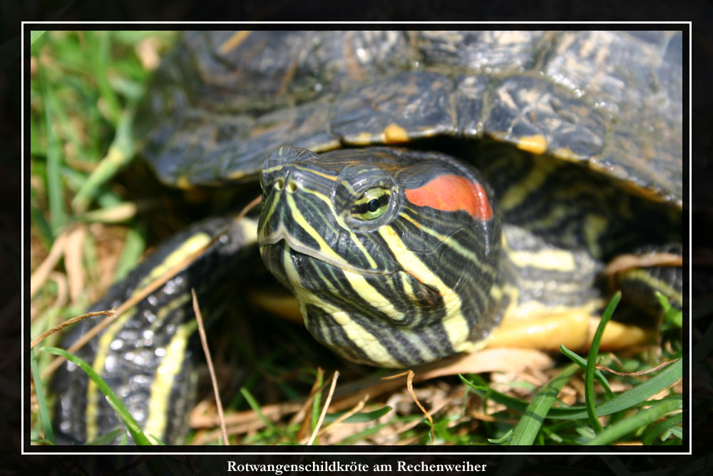 Rotwangenschildkröte I