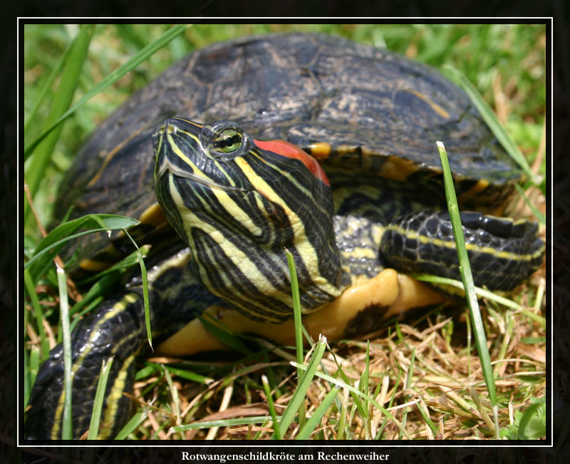 Rotwangenschildkröte II Foto & Bild tiere, wildlife, amphibien