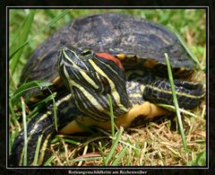 Rotwangenschildkröte II