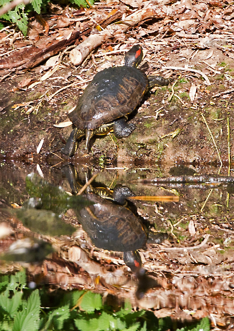 Rotwangenschildkröte mit Spiegelbild