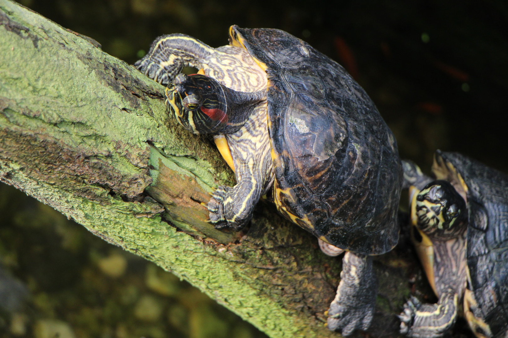 Rotwangenschildkröten