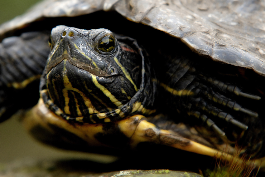 Rotwangenschmuck - Schildkröte