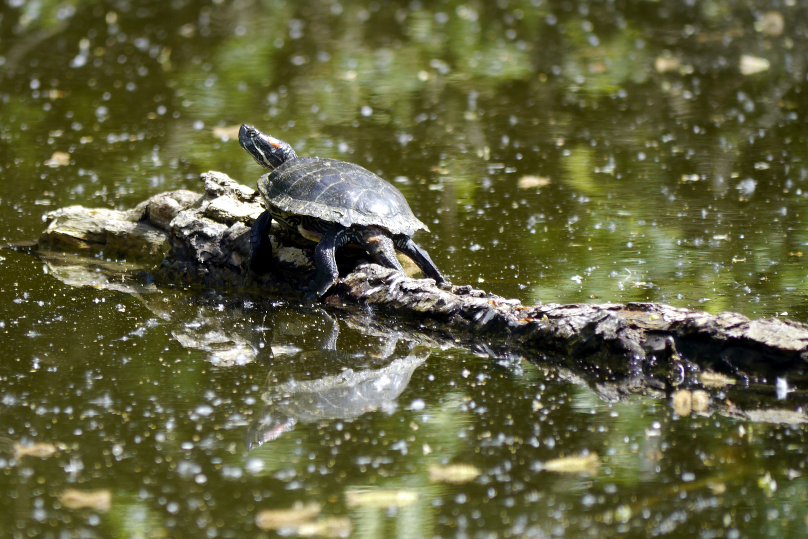 Rotwangenschmuckschildkröte