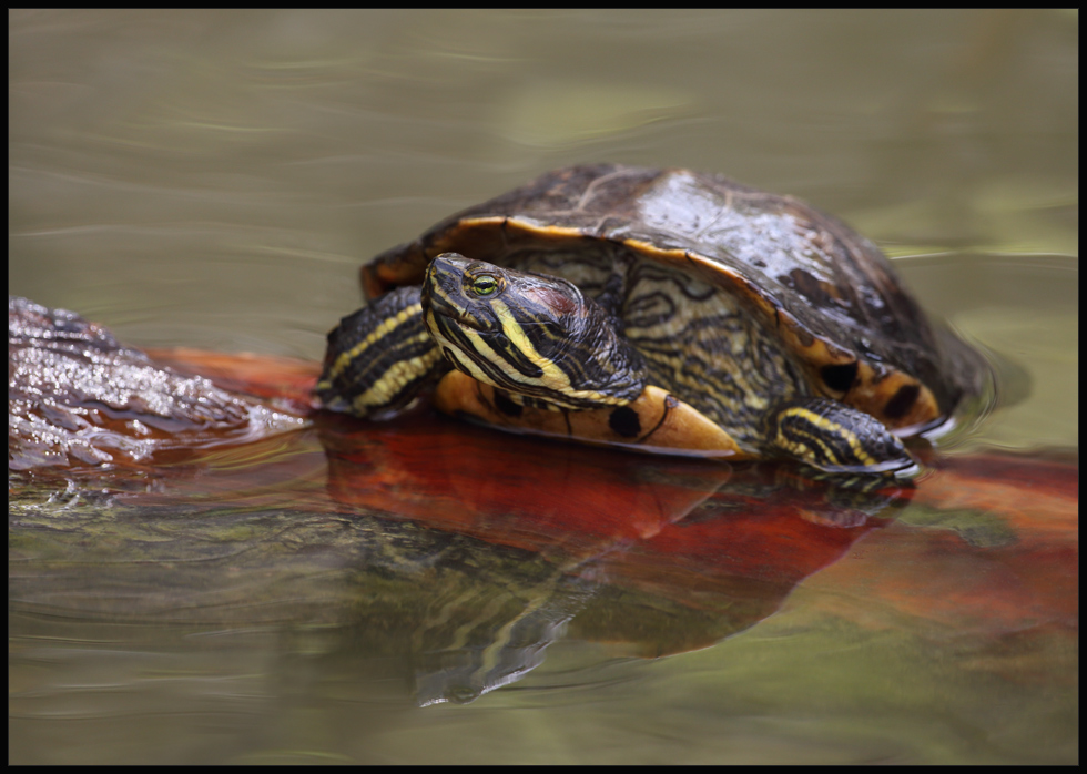 Rotwangenschmuckschildkröte