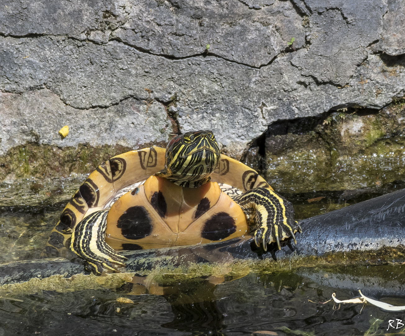 Rotwangenschmuckschildkröte