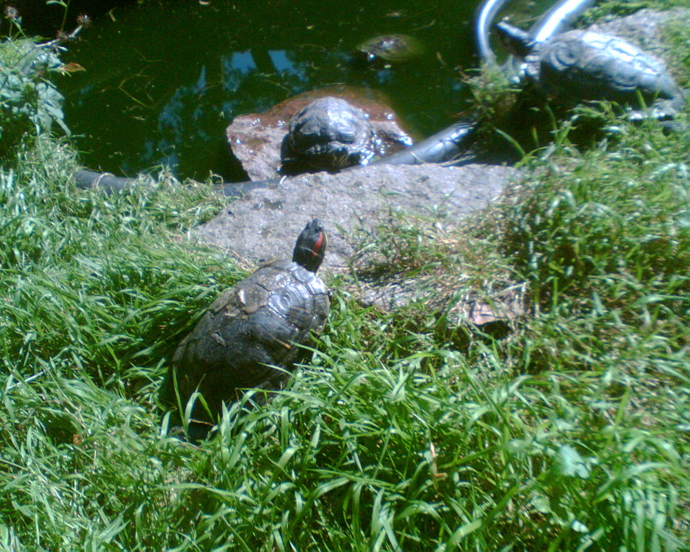 Rotwangenschmuckschildkröte