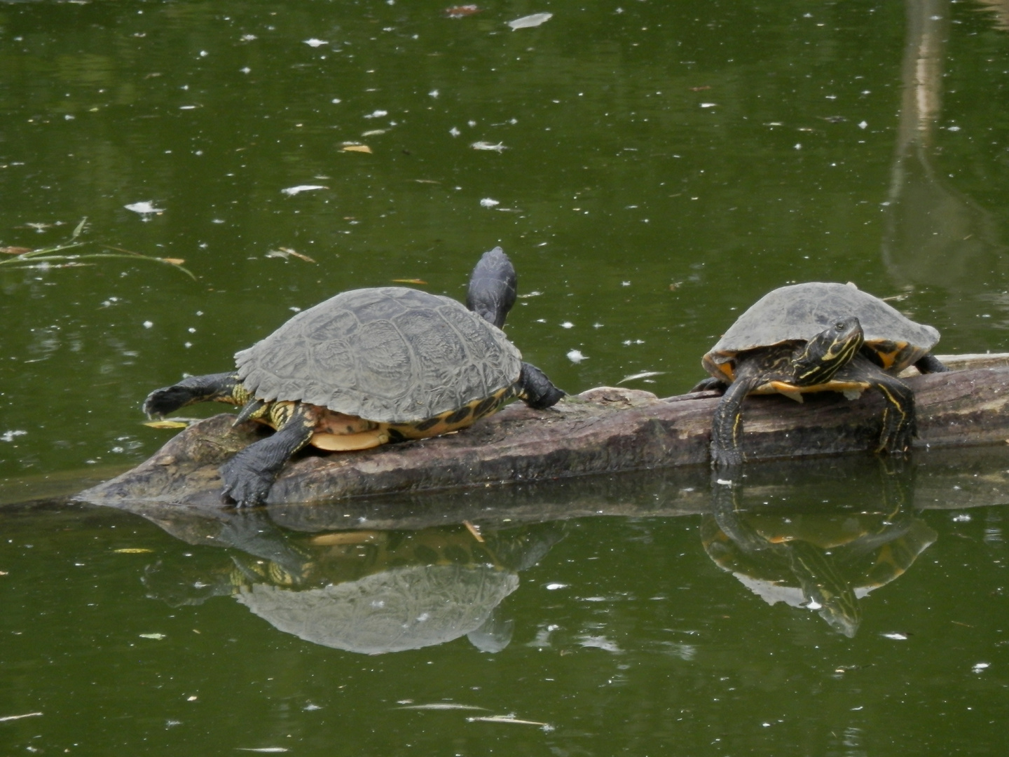 Rotwangenschmuckschildkröte (Trachemys scripta elegans)