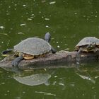 Rotwangenschmuckschildkröte (Trachemys scripta elegans)