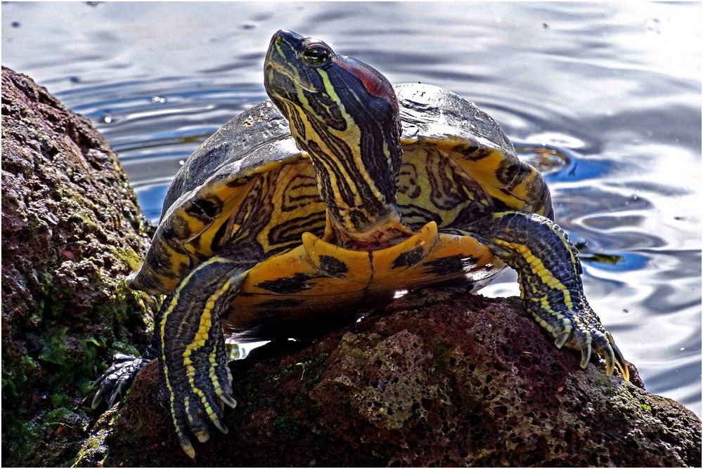 Rotwangenschmuckschildkröte (Zoo Neuwied)