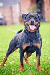 ~ Rotweiler von der Töpferstadt ~