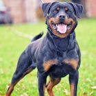 ~ Rotweiler von der Töpferstadt ~