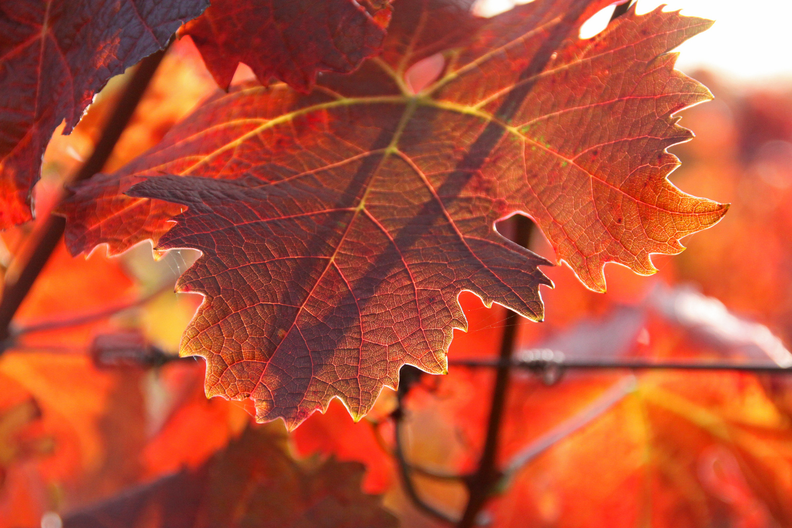 Rotwein