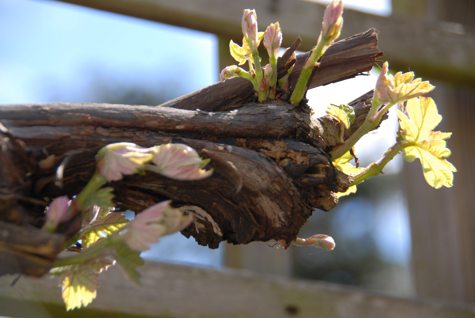 Rotwein beginnt zu wachsen