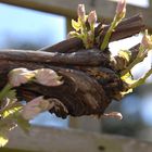 Rotwein beginnt zu wachsen