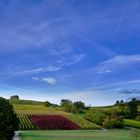 Rotwein oder Weißwein