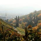 Rotwein Wanderweg 2