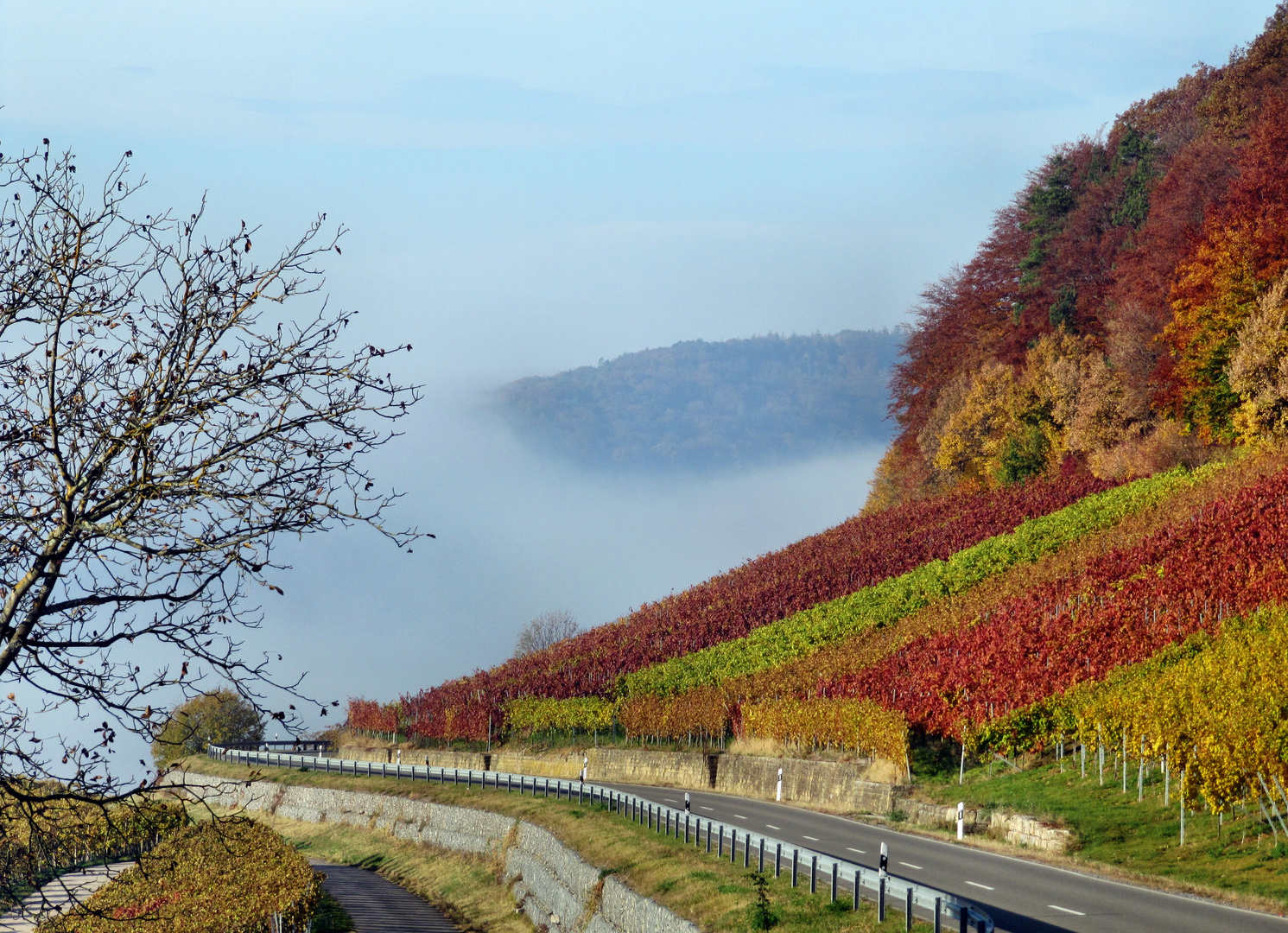 Rotwein-Weißwein-Rose