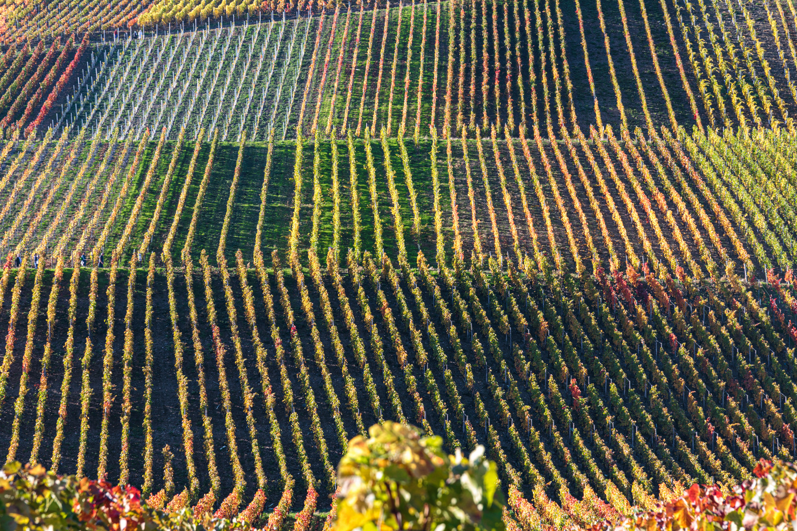 Rotweinwanderweg im Ahrtal - Indian Summer