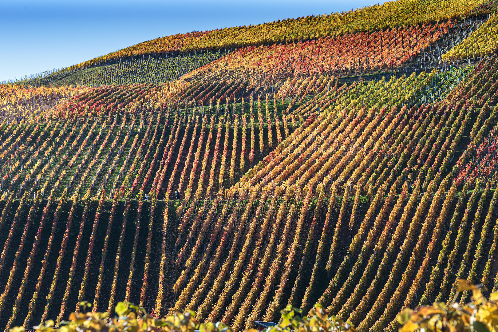 Rotweinwanderweg im Ahrtal - Indian Summer