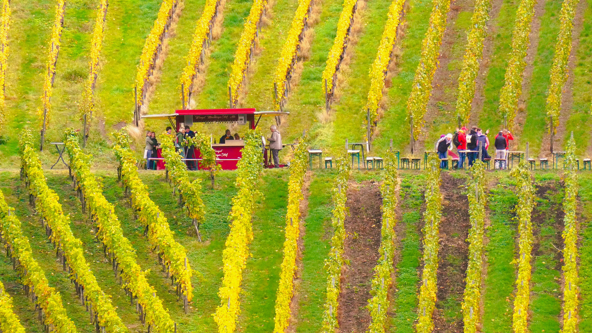 Rotweinwanderweg im Herbst