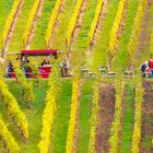 Rotweinwanderweg im Herbst