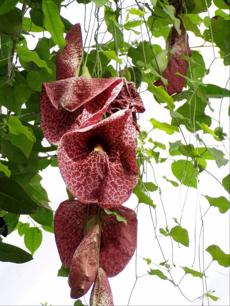 rot/weiß gemusterte Blüte