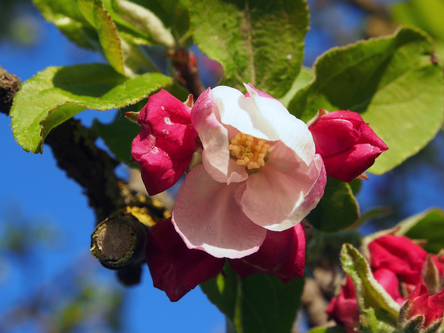 Rotweiße Apfelblüten