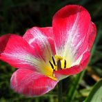 rotweisse Tulpe