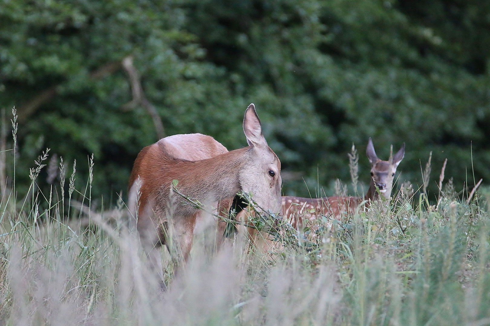 Rotwild/ Alttier mit Kalb