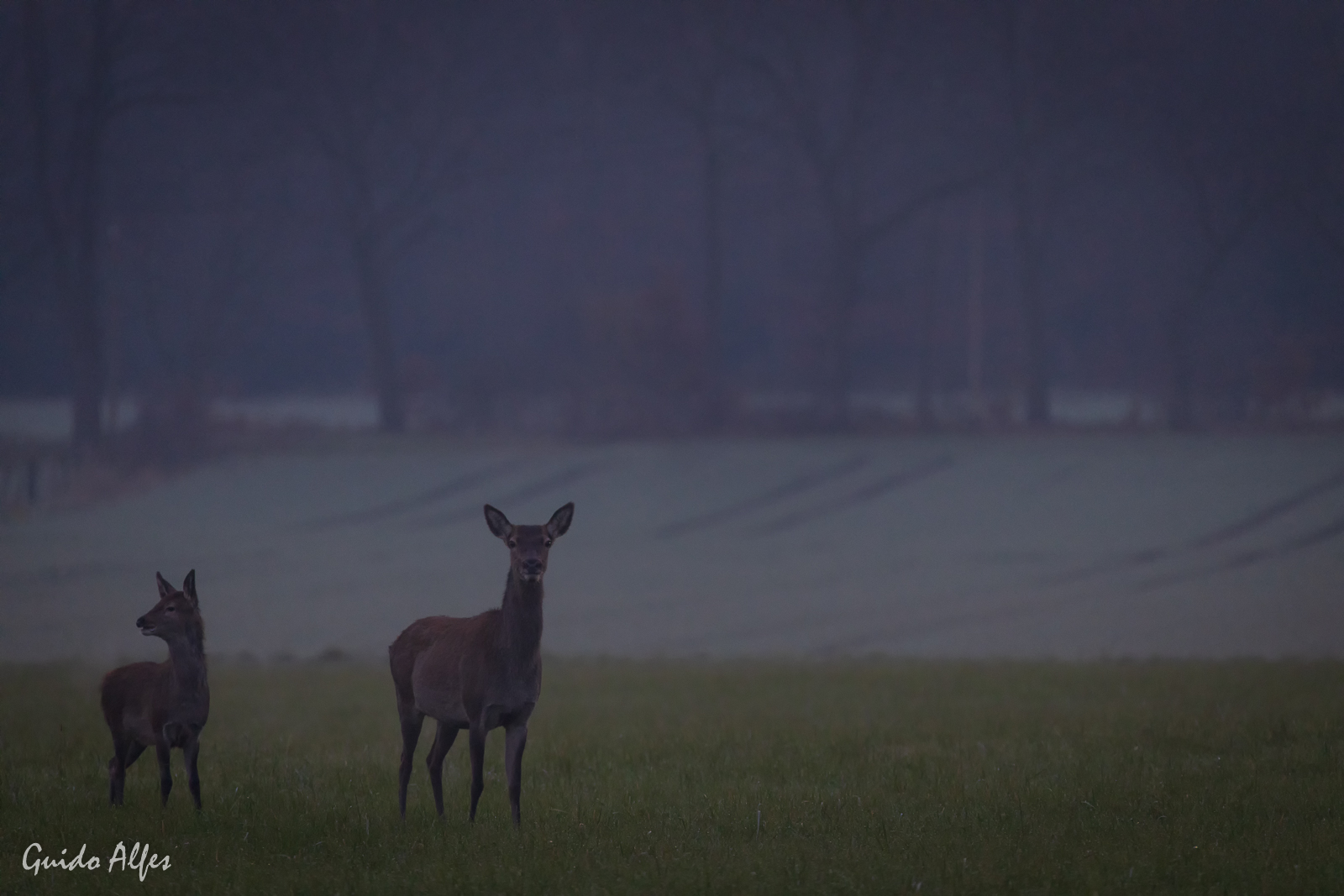 Rotwild am Morgen