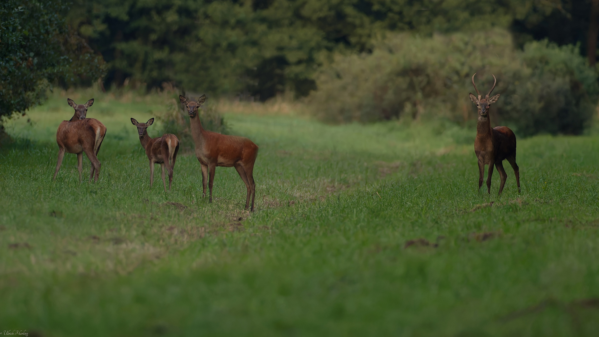 Rotwild am späten Abend