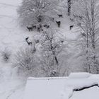 Rotwild am Weg zur Fütterung