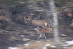 Rotwild auf der Flucht