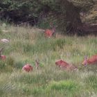 Rotwild auf einer Waldwiese noch bei gutem Licht !