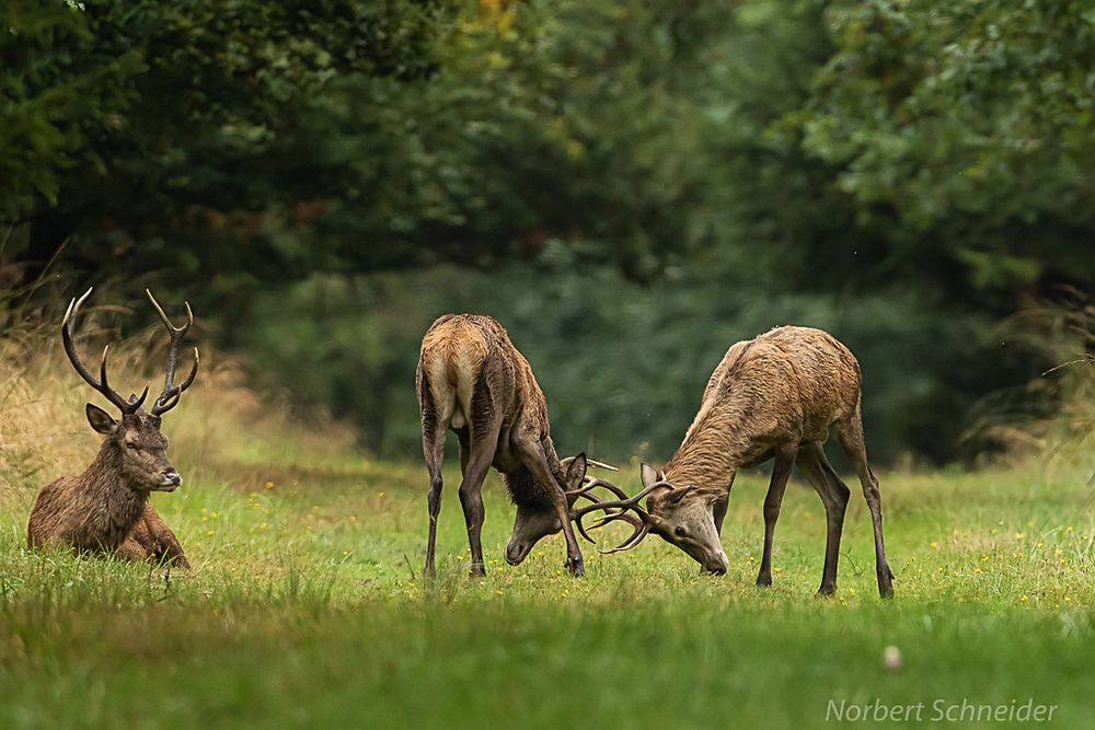 Rotwild Foto & Bild | tiere, wildlife, säugetiere Bilder auf fotocommunity