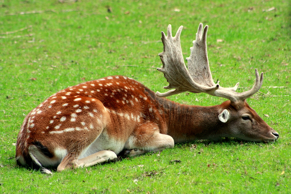 Rotwild bei der Siesta