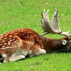 Rotwild bei der Siesta