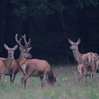 Rotwild bei einbrechender Dunkelheit