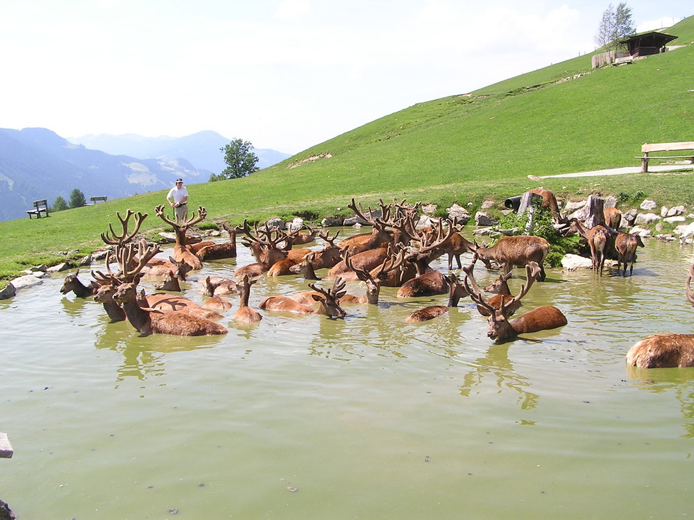 Rotwild beim Baden in Kitzbühl