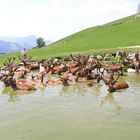 Rotwild beim Baden in Kitzbühl