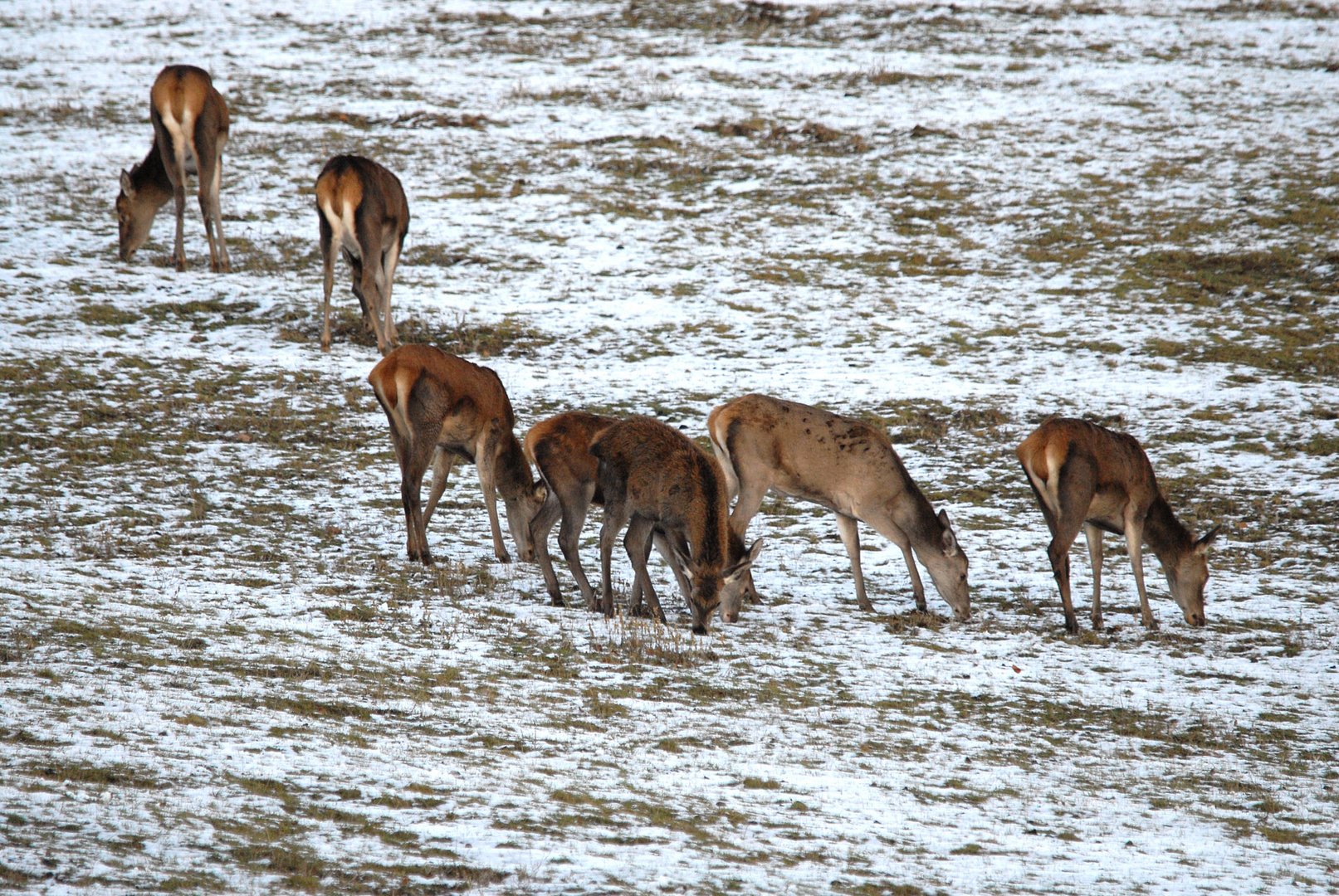 Rotwild beim ersten Schnee.