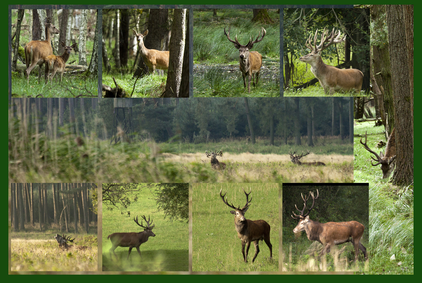 Rotwild Brunft 2011 - Vorschau